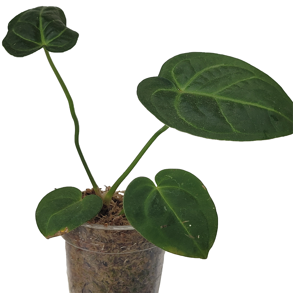 Anthurium Regale x Magnificum