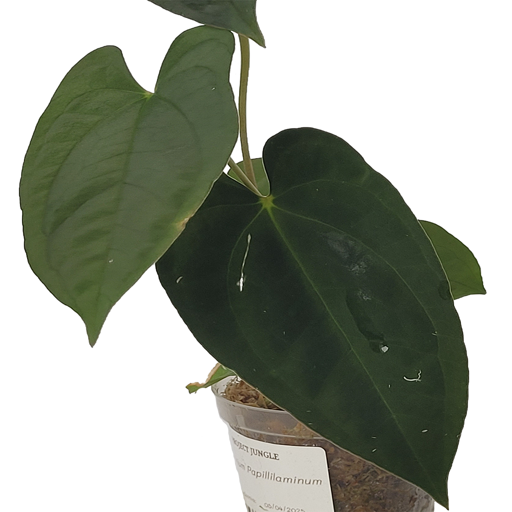 Anthurium Papillilaminum