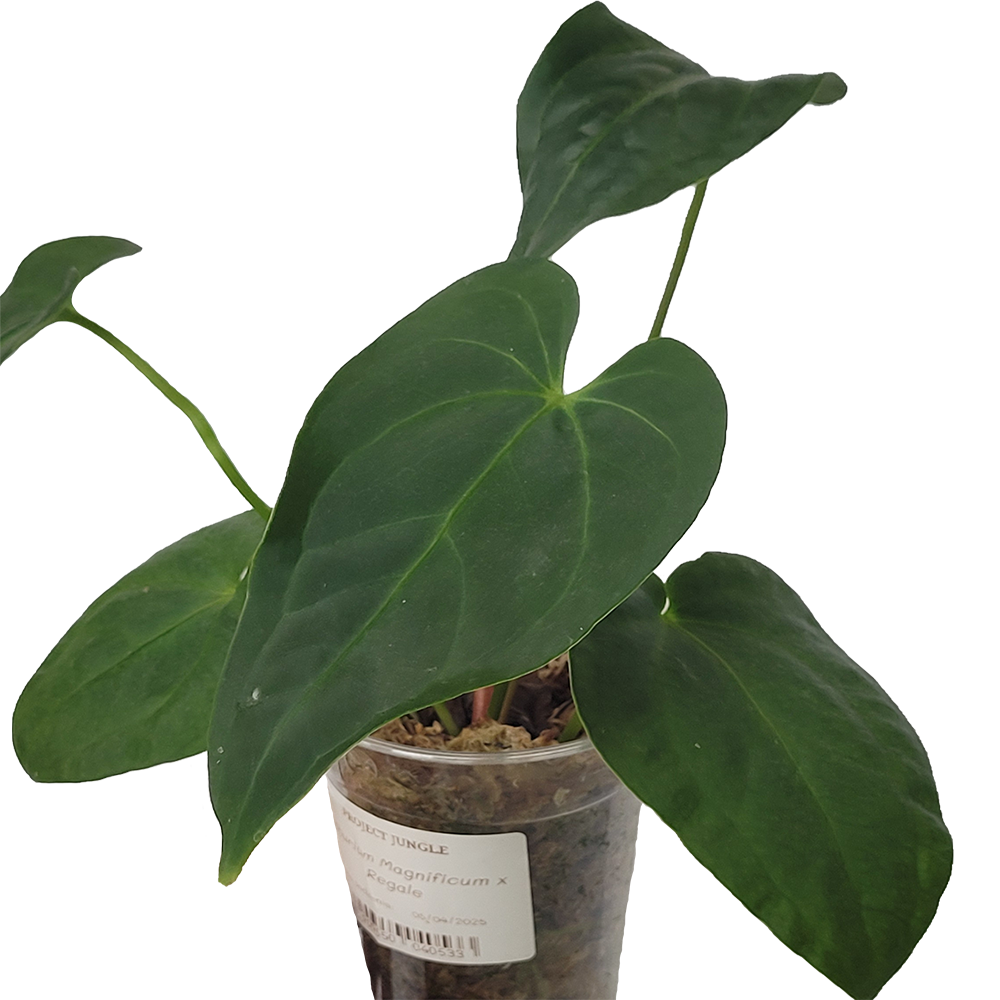 Anthurium Magnificum x Regale