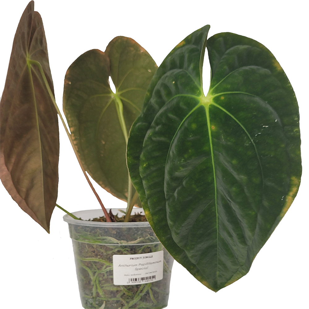 Anthurium Papillilaminum Special